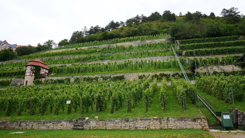 Vineyard views from Saale Unstrut wine tourism in Germany 