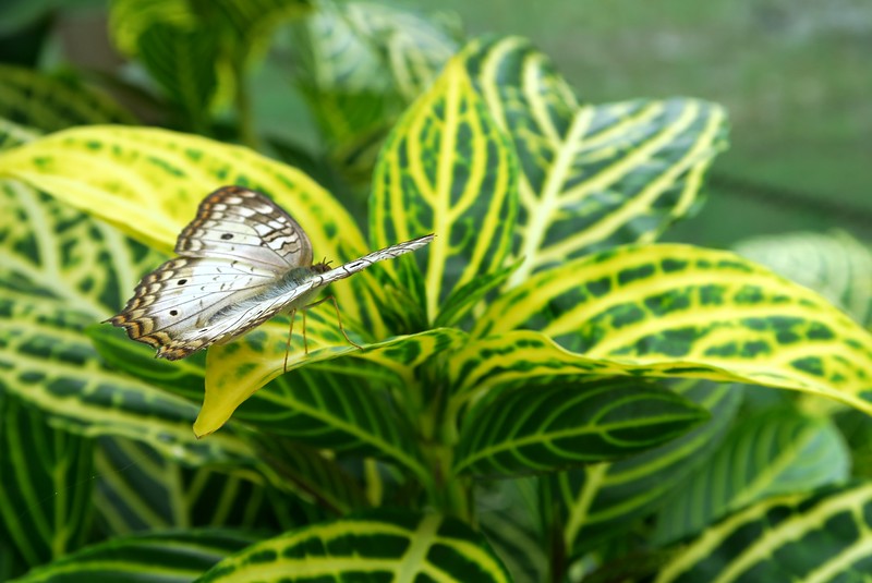 Visiting a butterfly farm where a we had incredible macro views of nature in the Peruvian Amazon