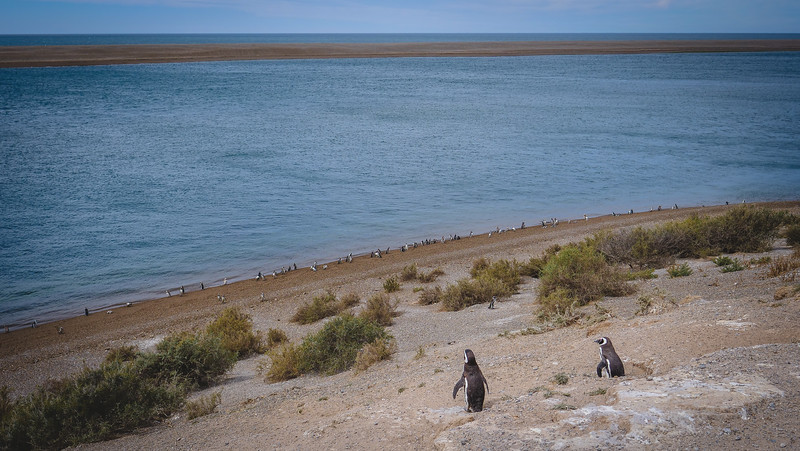 Visiting Caleta Valdés on our tour of Peninsula Valdes where we had a chance to visit Penguins in Patagonia, Argentina