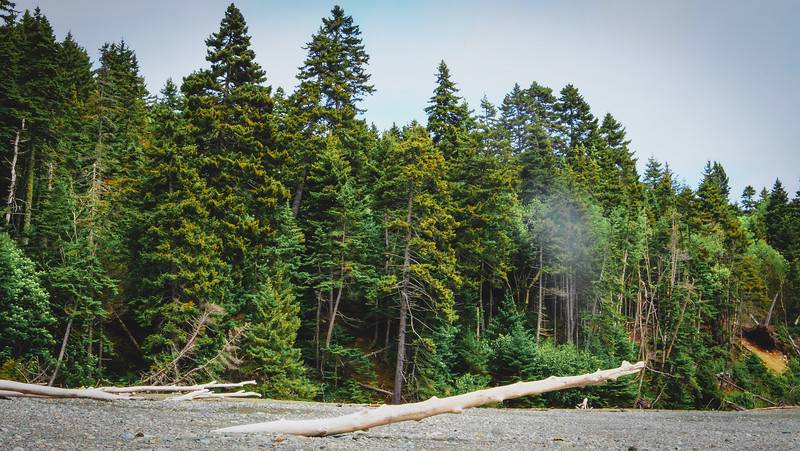 Visiting Fundy National Park in New Brunswick with logs on the beach in the foreground and dense forest in the background