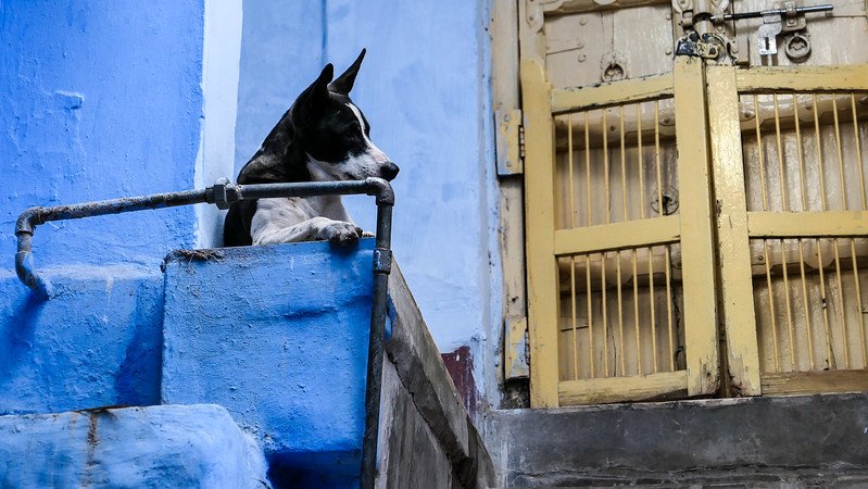 Visiting India's Blue City with a chill dog lounging on blue steps in Jodhpur, Rajasthan 