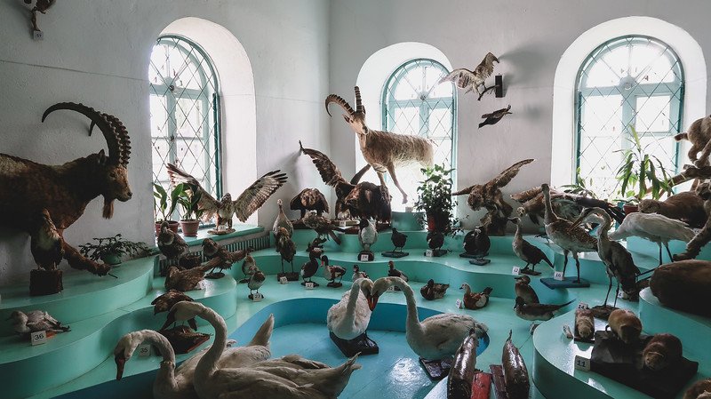 Visiting the Karakol Historical Museum with its impressive display of animal taxidermy with an immense and eclectic collection in Kyrgyzstan 