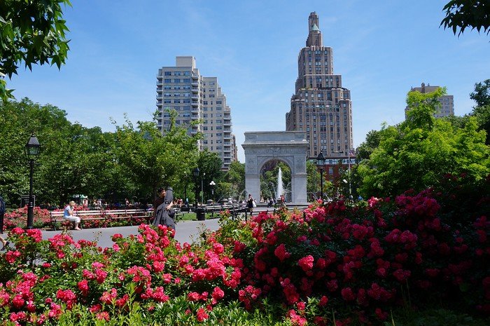 Vibrant pink flowers in full bloom frame a stunning view of the Washington Square Arch and surrounding buildings on a sunny day in New York City. This iconic Greenwich Village park is a lively gathering place in summer with beautiful gardens and architecture