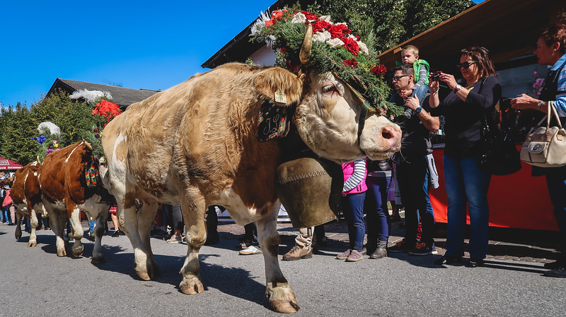 Watching the cattle parade in Reith im Alpbachtal with low vantage point ground level views of the cows parading across town in Austria