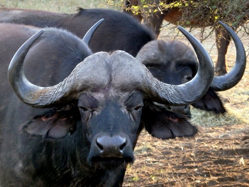 Water buffalo encounter up close and intimate whilst visiting Kruger National Park on safari in South Africa 