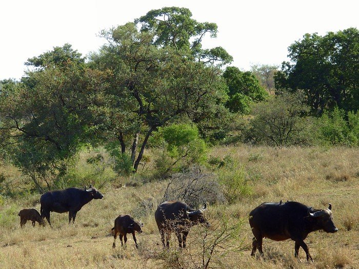 Water buffalo in Kruger National Park in South Africa slowly making their way across the vast wilderness 