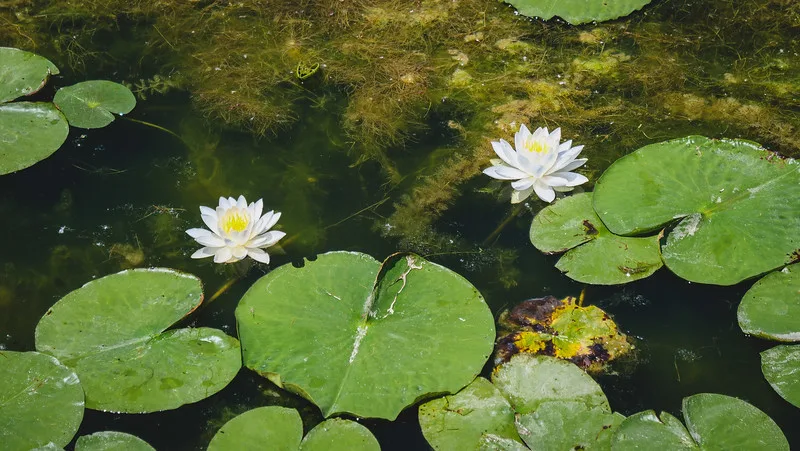 Water lilies in Rouge Beach Park macro view details Water lilies in Rouge Beach Park macro view details
