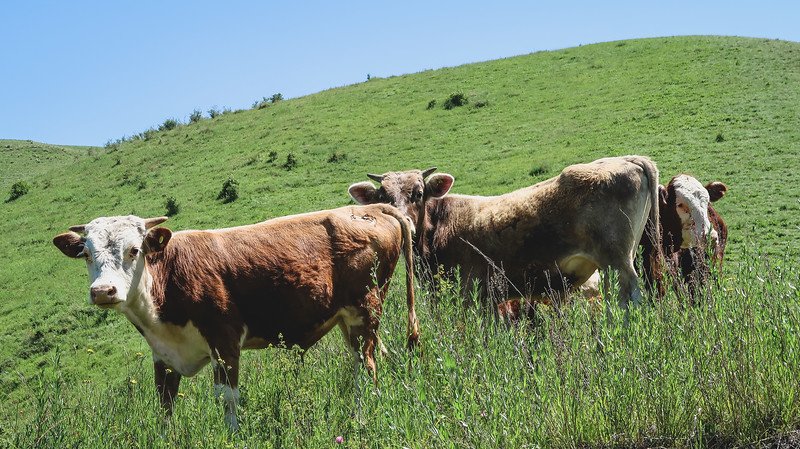 We saw lots of cows on our hike in Karakol, Kyrgyzstan as rural views replaced city life