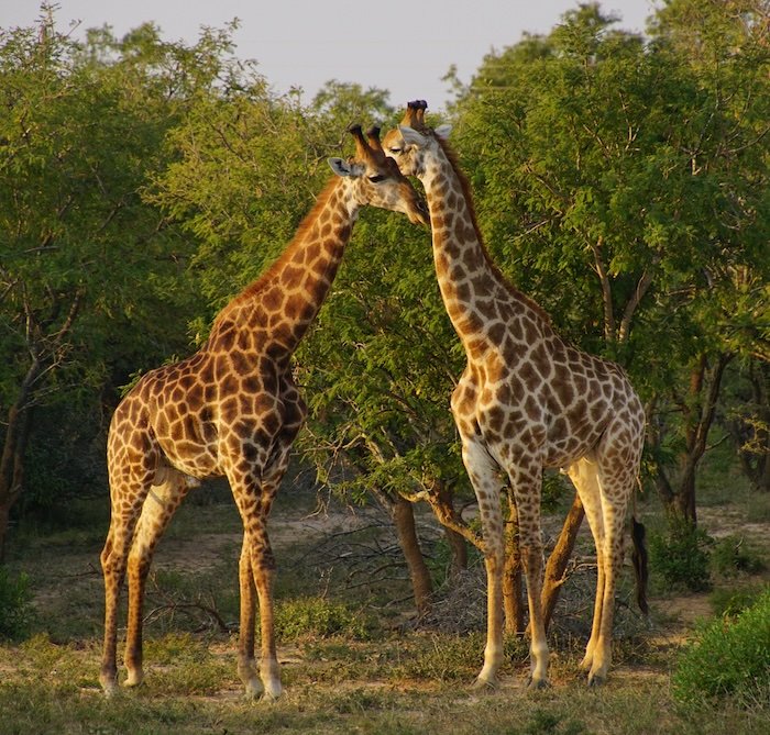 We spotted two giraffes as part of the big five whilst on safari in Kruger National Park in South Africa 