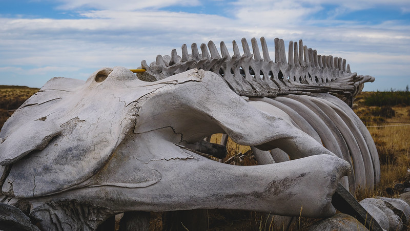 Whale skeleton on Peninsula Valdes in its complete form highlighting how big these magnificent creatures are in Patagonia, Argentina