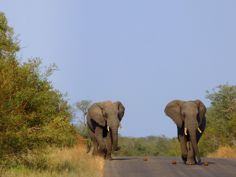 What animals will I see on safari? Here we spotted a herd of elephants crossing the road in Kruger National Park in South Africa 