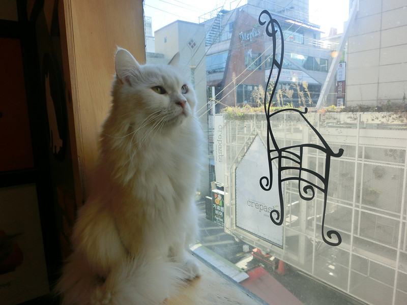 White long haired cat with green and blue eyes regally looking outside the window at the cat cafe in Hongdae, Seoul, Korea