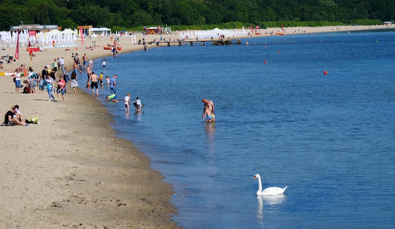 White swan also enjoying the sea water by the beach in Sopot, Poland 