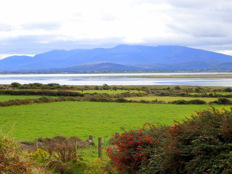 Scenic view along the Wild Atlantic Way in Ireland, featuring vibrant green fields bordered by hedgerows, a calm tidal bay in the midground, and a backdrop of majestic blue mountains beneath a cloudy sky, showcasing the rugged beauty of Ireland’s west coast