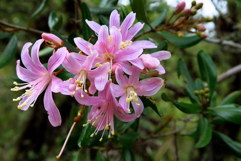 Wild flowers on the Inca Trail macro details in beautiful pink details in Peru 