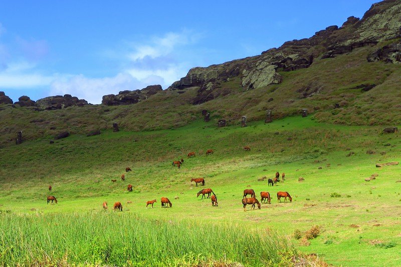Wild horses inside Rano Raraku Crater was an incredible sight to see as so many of them grazed in such a beautiful part of Easter Island 