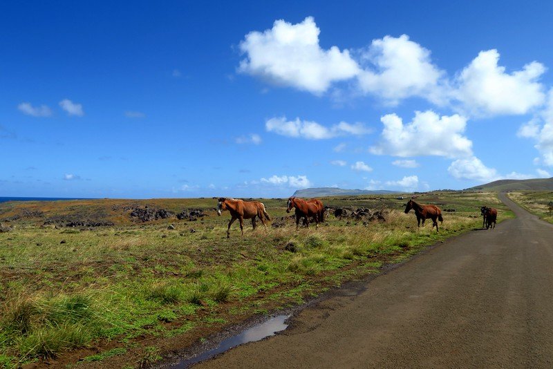 Wild horses on Easter Island were our favourite wildlife sighting as they were so majestic and free to roam as they please in Rapa Nui, Chile