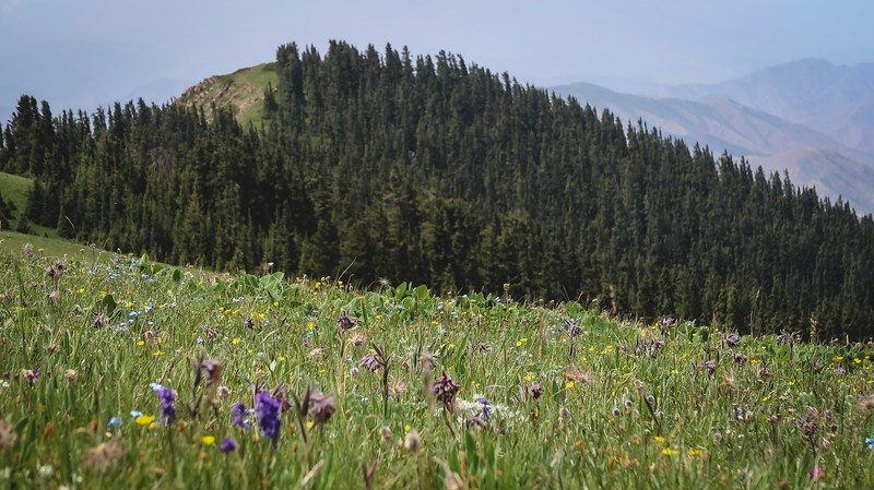 Wildflowers and forests on the Shatyly Trek from Bokonbayevo, Kyrgyzstan offering natural beauty at its finest