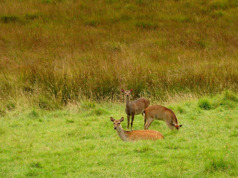 Wildlife in Glendalough where we spotted deer while on our road trip in Ireland and they looked ever so cute the three of them 