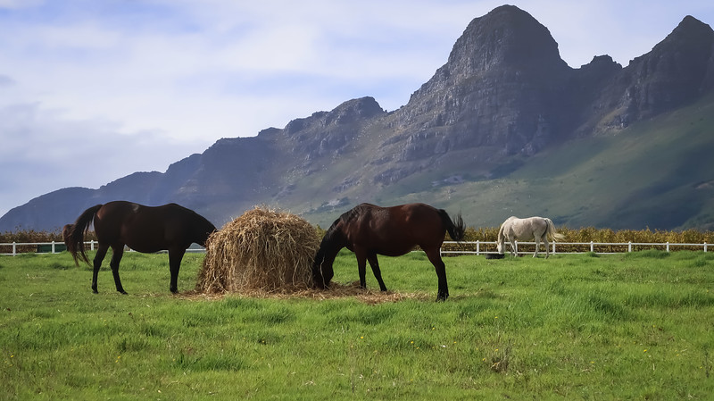 Wine tasting at Avontuur Estate in Stellenbosch, South Africa with horses grazing on a beautiful property with mountain backdrop 