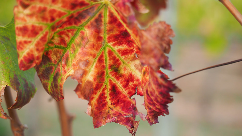 Wine tasting at Lovane, Stellenbosch with beautiful fall foliage on display in all of its macro detail glory in South Africa 