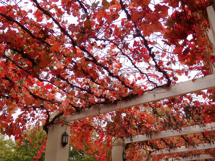 Wine Tour in Stellenbosch in Autumn with beautiful fall foliage in South Africa 