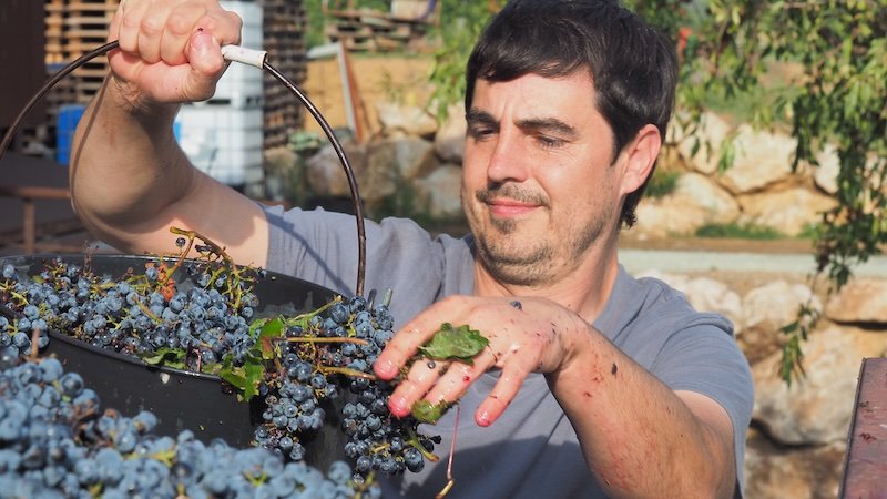 Winemaker at La Vinyeta in Costa Brava harvesting ripe grapes by hand, his hands stained with juice, reflecting the passion and labor of love behind traditional winemaking during a grape stomping and wine drinking experience in Spain’s Catalonia region