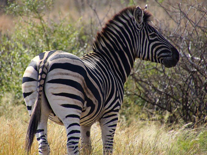 Zebra spotted in Kruger National Park in South Africa up close and intimate encounter with these majestic creatures out in the wild 